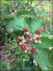 Many plant species produce fruits