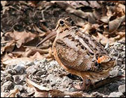 Male American woodcock