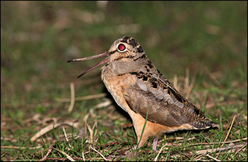 American woodcock use their long bills to probe soil