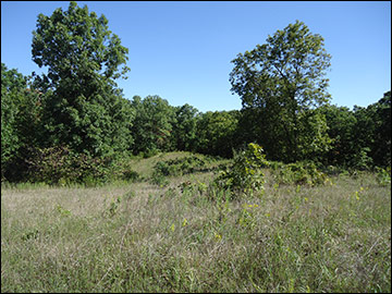 Woodcock favor forest and woodland openings