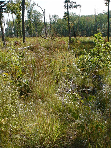 Regenerating forest growth and shrubby thickets provide food sources and cover