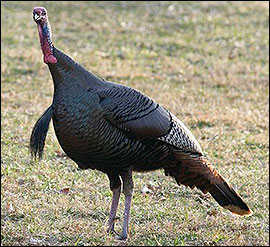 Beards are most commonly found on male turkeys