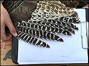 Wing feathers