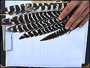 Wing feathers