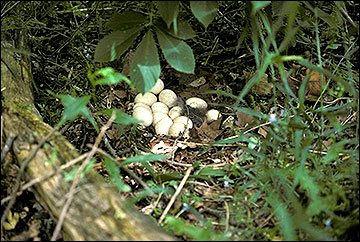 Wild turkey nest