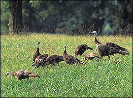 Wild turkey hen with poults