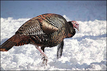 Wild turkey in winter