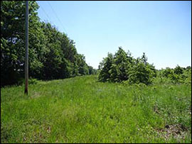 A right of way and old field along wooded edge can serve as wild turkey nesting habitat