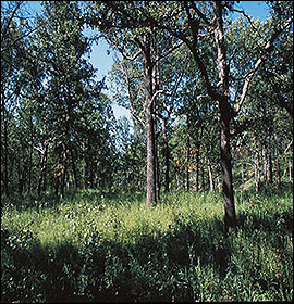 Woodland wild turkey brood cover