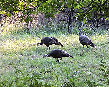Wild turkeys use openings in woodland habitat