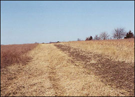 Crop field