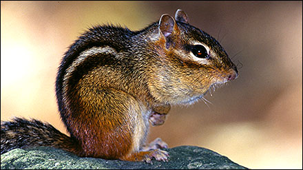 Effectively Get Rid of Chipmunks with Proper Baiting and Trapping