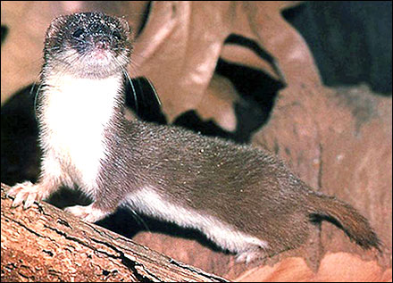 Eastern chipmunk