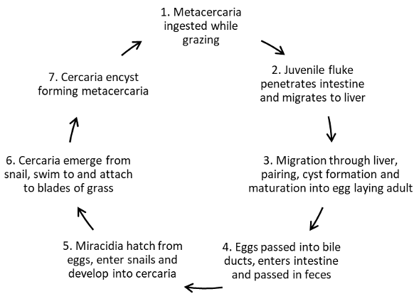 Life cycle of Fascioloides magna in cervid species.