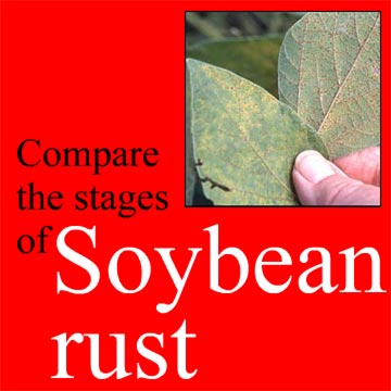 Compare the stages of Soybean rust