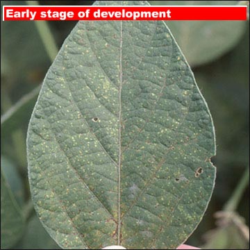 Early stage of development on upper leaf surface