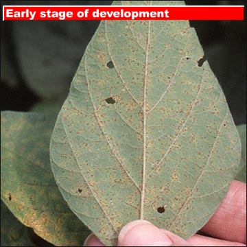 Early stage of development on lower leaf surface