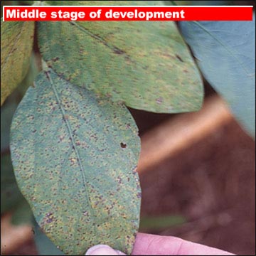 Middle stage of development on upper leaf surface