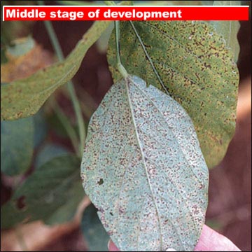 Middle stage of development on lower leaf surface