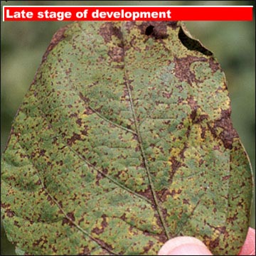 Late stage of development on upper leaf surface