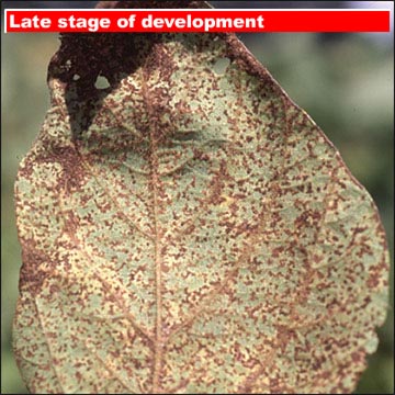 Late stage of development on lower leaf surface