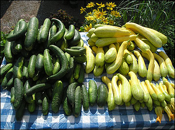 Cucumbers and squash attractively arranged on a blue gingham tablecloth.