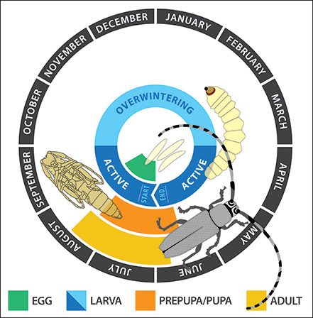 Life cycle diagram of beetle from egg to larva to pupa to adult surrounded by circle indicating the months of the year with corresponding sections of each stage presented by a different color.