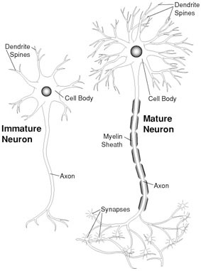 The nature of early brain development