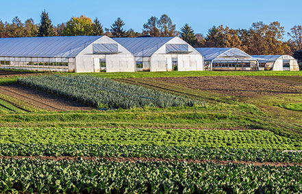 Escena agrícola con producción de hortalizas en campo abierto y estructuras de túneles para la producción de hortalizas.