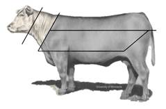 A grey bull with horns