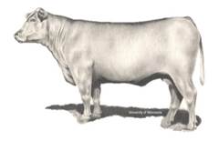 A grey bull with horns