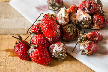 spoiled, moldy strawberries on a table