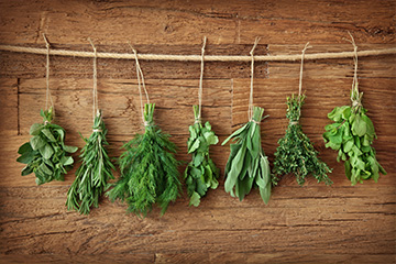 Tied herbs air drying