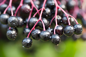 Elderberries growing