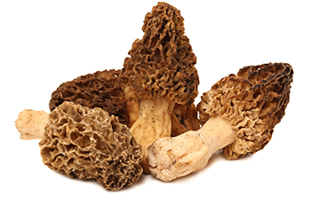 morel