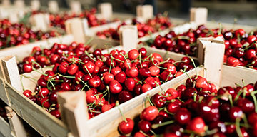 Stacks of wooden crates full of cherries.
