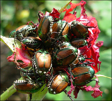 Japanese beetle