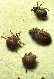 Weevils coexists