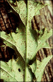 Musk thistle rust fungus