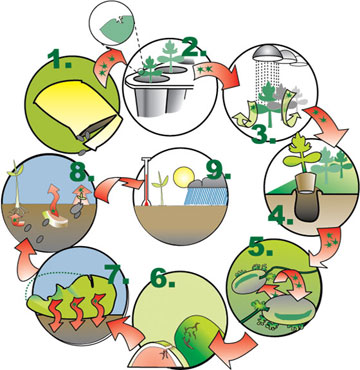 The disease cycle for bacterial fruit blotch