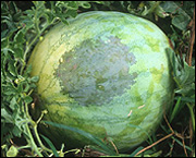 Bacterial fruit blotch infection