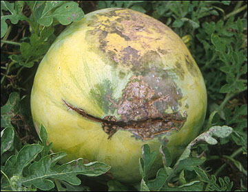 Watermelon Bacterial Fruit Blotch