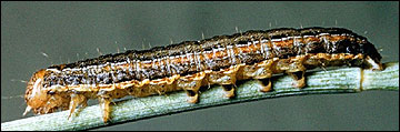 Link to Caterpillars in Your Yard and Garden