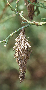 Link to Caterpillars in Your Yard and Garden