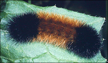 Link to Caterpillars in Your Yard and Garden