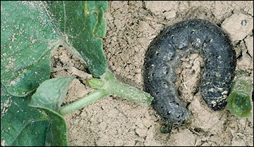 Link to Caterpillars in Your Yard and Garden