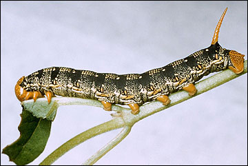 Link to Caterpillars in Your Yard and Garden