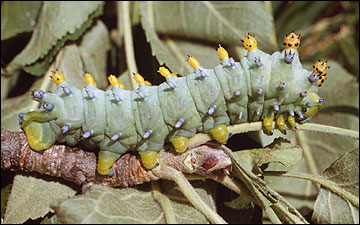 Link to Caterpillars in Your Yard and Garden