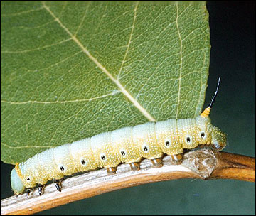 Link to Caterpillars in Your Yard and Garden