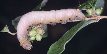 Link to Caterpillars in Your Yard and Garden